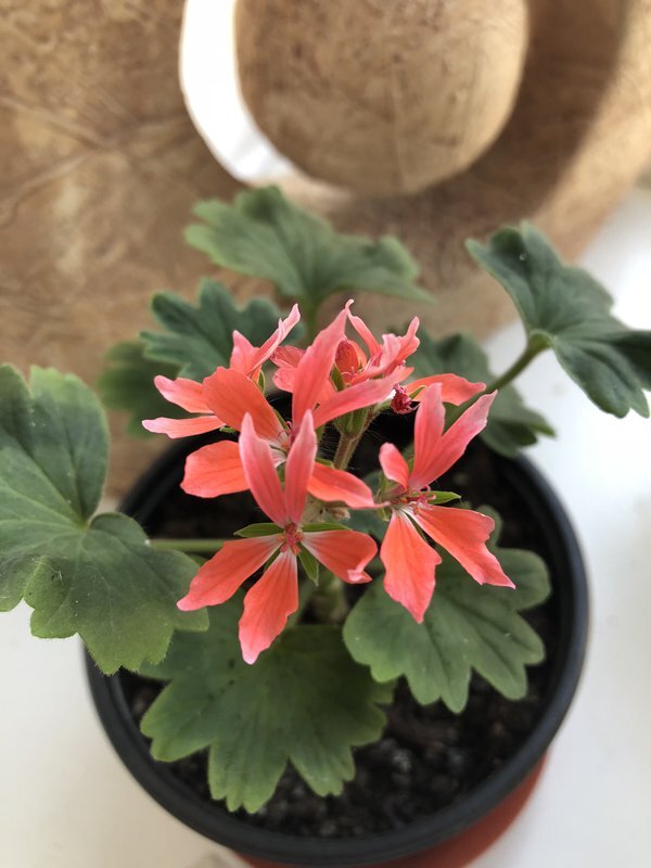 Пеларгония 