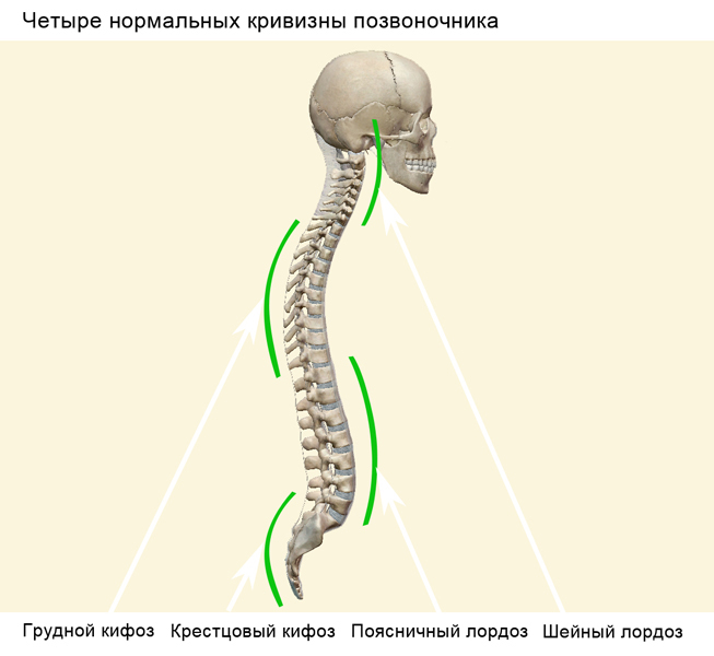 Позвоночник - пружина, рассчитанная на вертикальную нагрузку. А к поперечной он не очень приспособлен..