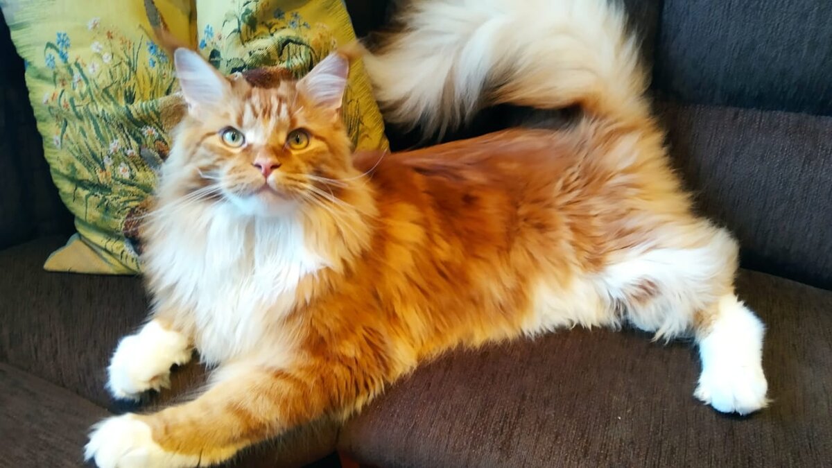 Мейн кун Степа.