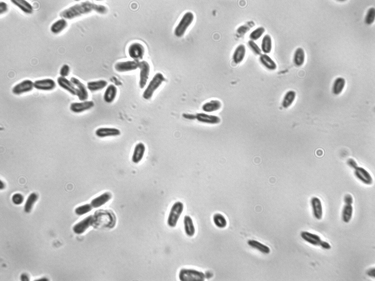 Oenococcus Oeni