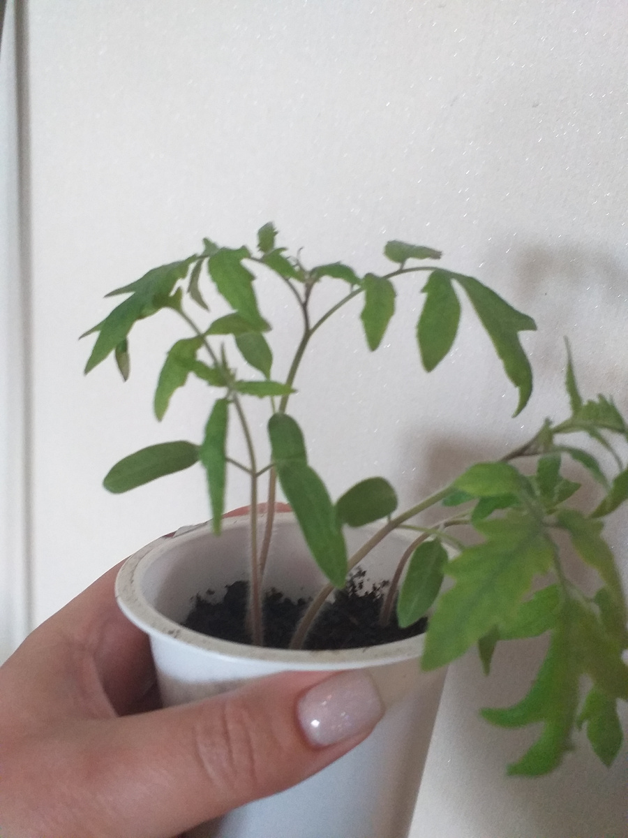 Пока растюшки тоненькие и слабенькие, но уверена в теплице она нагонят зеленую массу.