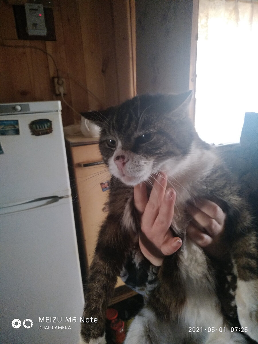 Кот обиделся немножко и ушел через окошко...