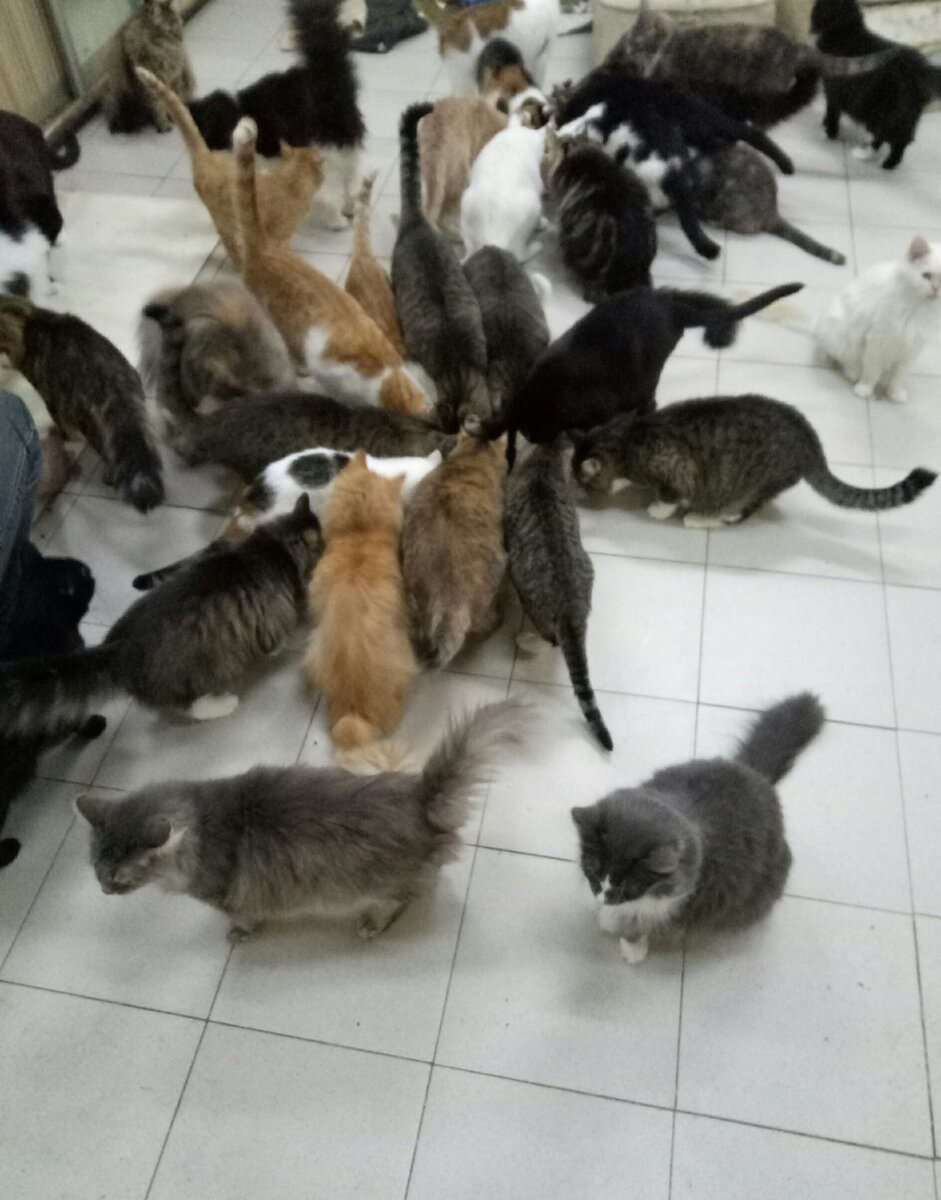 приюты для кошек в москве взять котенка