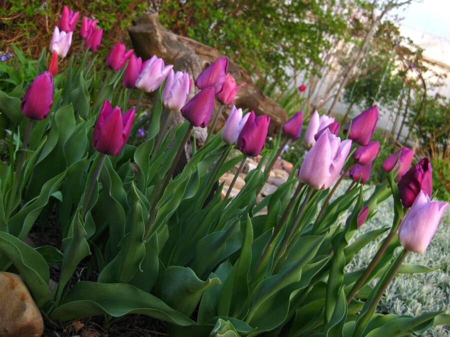 Моя группа фиолетовых тюльпанов до поражения вирусом