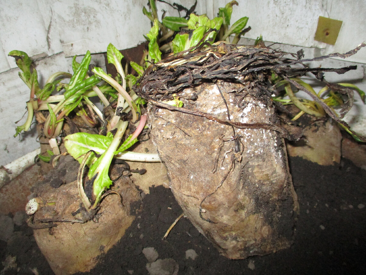 Маточная свекла