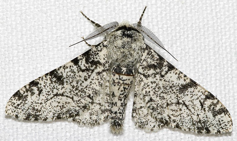 Biston betularia morpha typica. / Wikipedia.