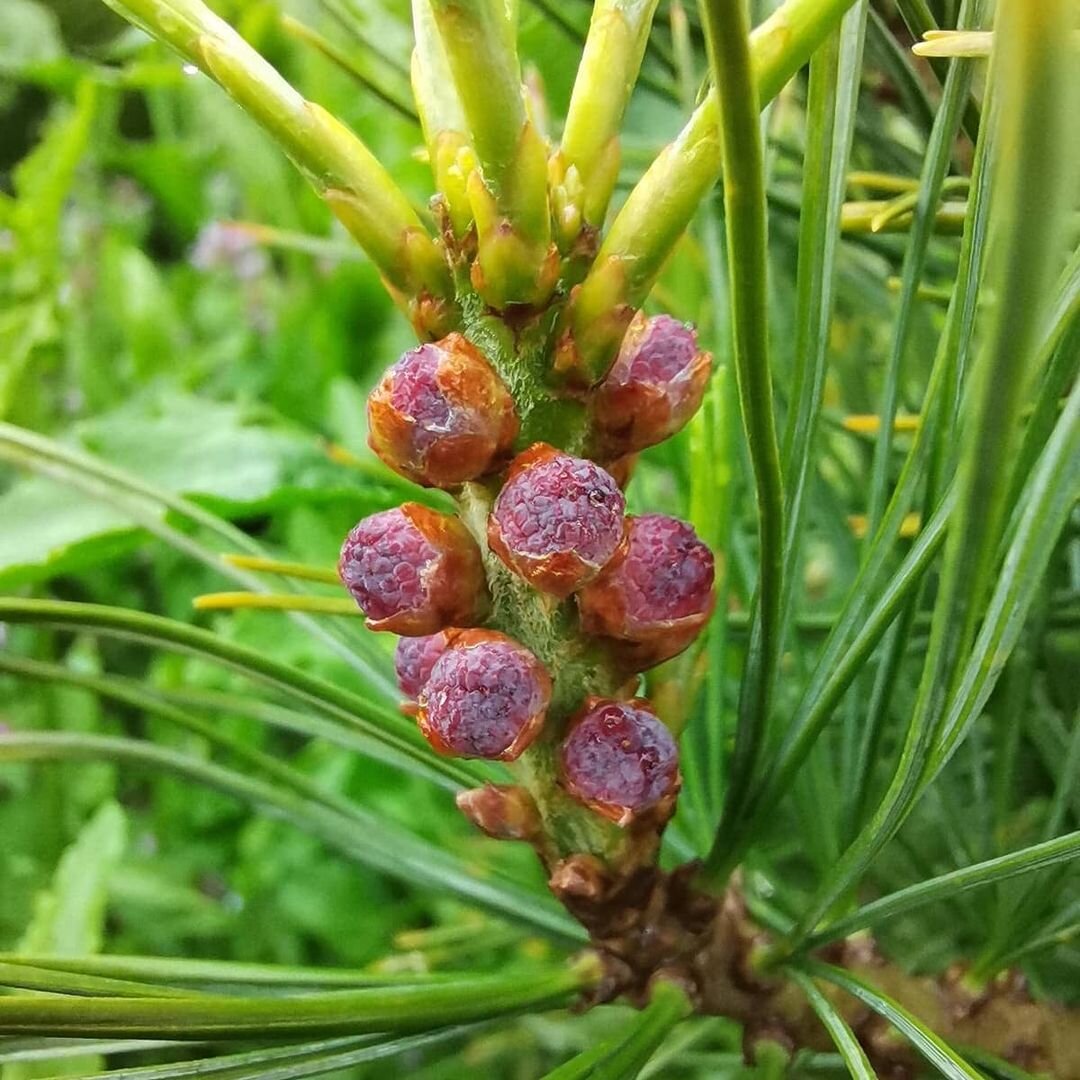 Фото из нашего Питомника!