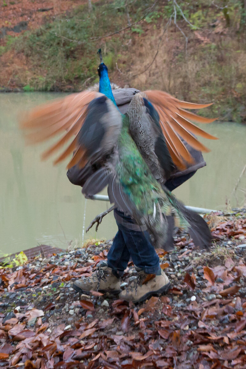 Боевой павлин