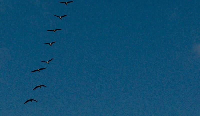 Где сейчас летит гусь 2024. С какой скоростью летают гуси. Картинка летят гуси над океаном. Куда летят гуси весной. Гела Чара летящие гуси