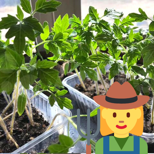 Рассада на окне