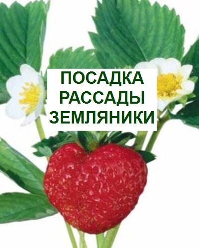 посадка земляники