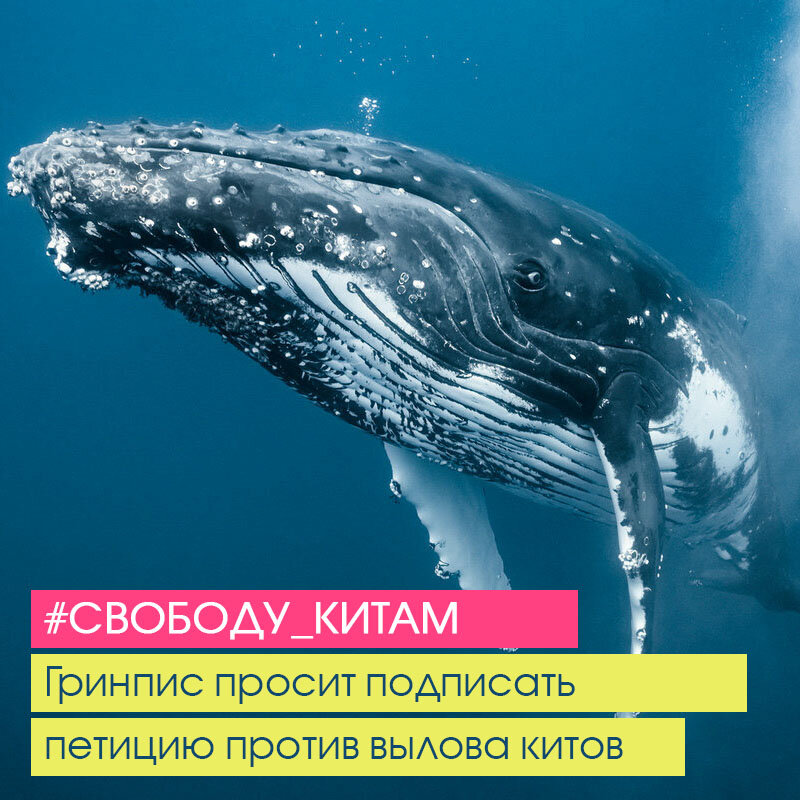 Петиция на сайте Гринпис России