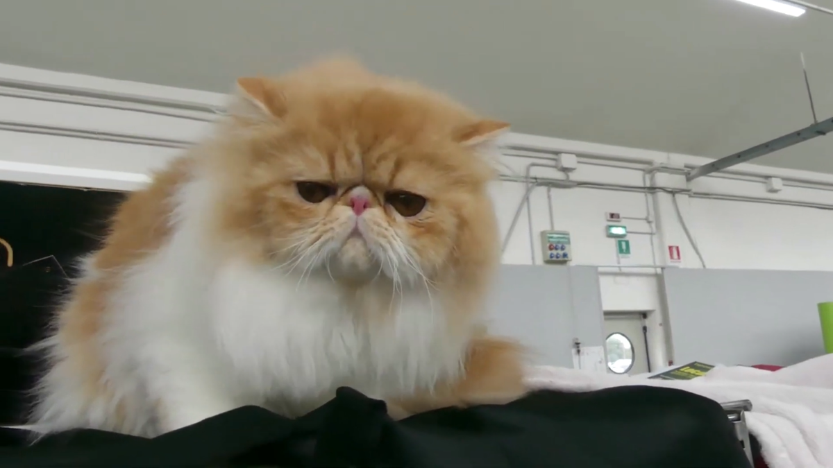 Персидской кошка
