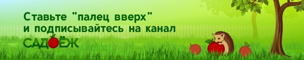 Когда посадить морковь, чтоб урожай удался: в какие дни я рекомендую приступить к посеву и почему?1