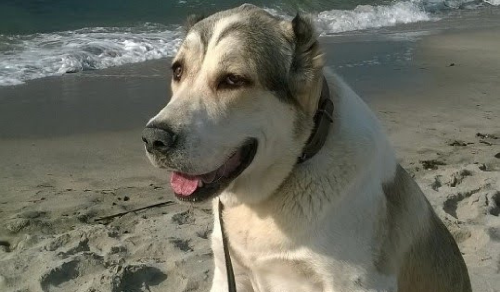 Ума Турман из Кифы. Очень любит море.