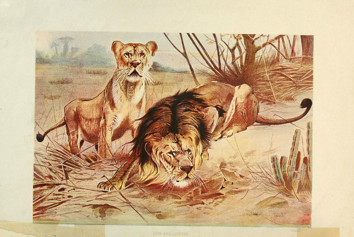 Любимое животное Куперта