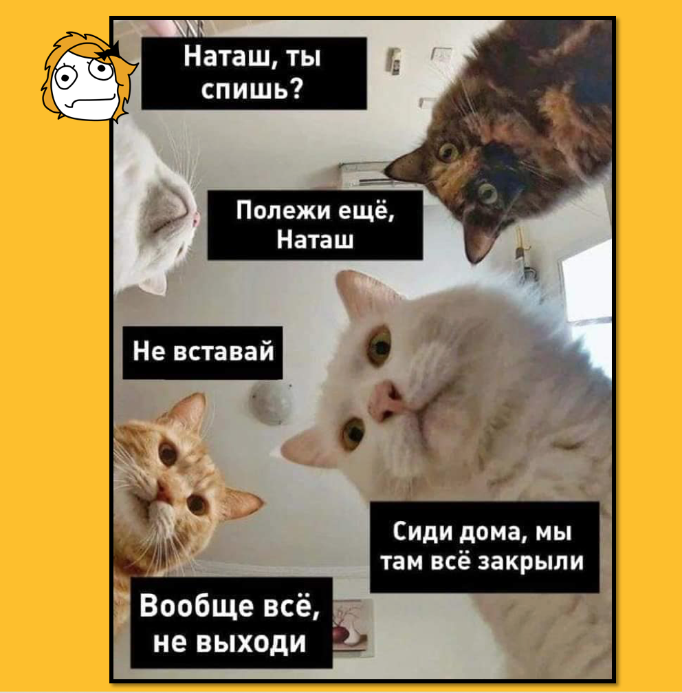 Вставай там. Мемы с котом. Мем Наташа мы все уронили. Кот Мем.