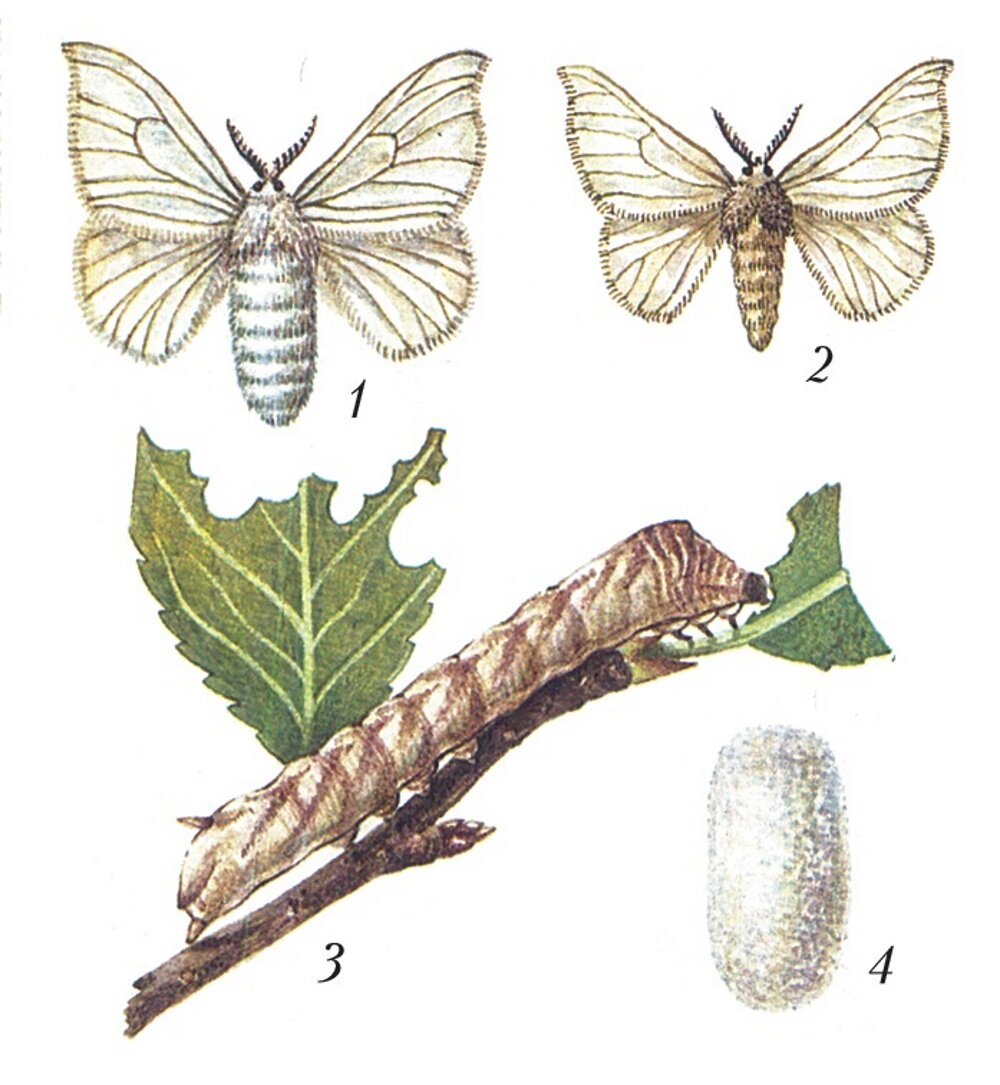 Одомашненные насекомые. Тутовый шелкопряд гусеница. Тутовый шелкопряд самка. Гусеница бабочки тутового шелкопряда. Тутовый шелкопряд самка и самец.