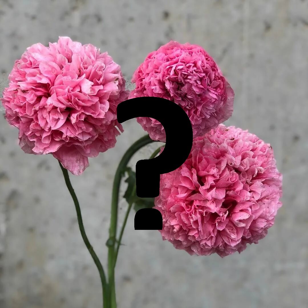 Знать все названия растений не дано каждому (фото взято с сайта yandex.net)