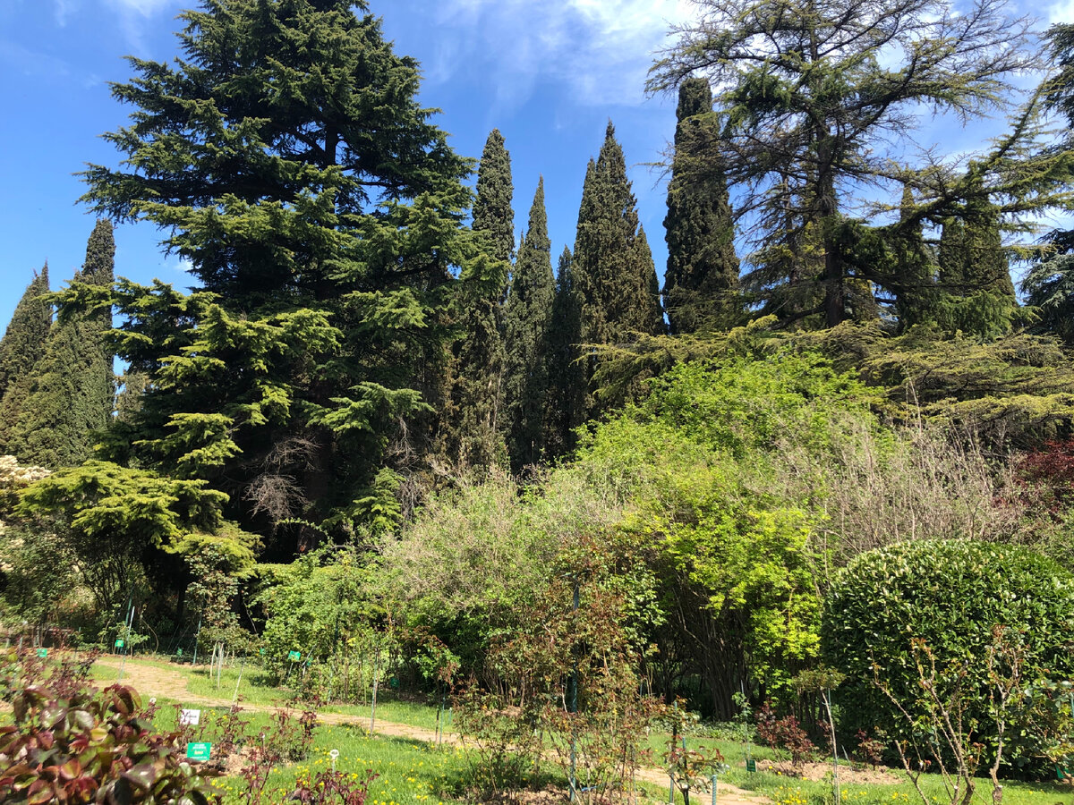 Никитский ботанический сад, Крым