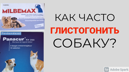 Как часто нужно глистогонить кошку