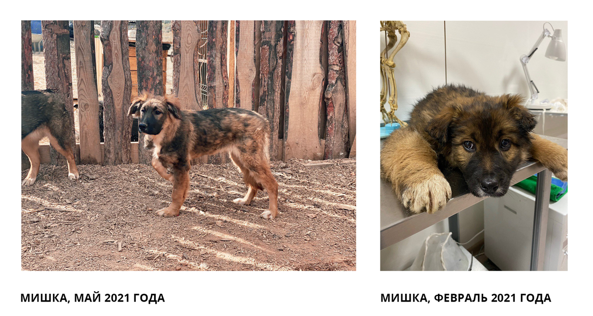 Когда Мишка попала в приют, правая лапка была сильно опухшей, было смещено плечо и было несколько переломов. В левой были сломаны пястные кости