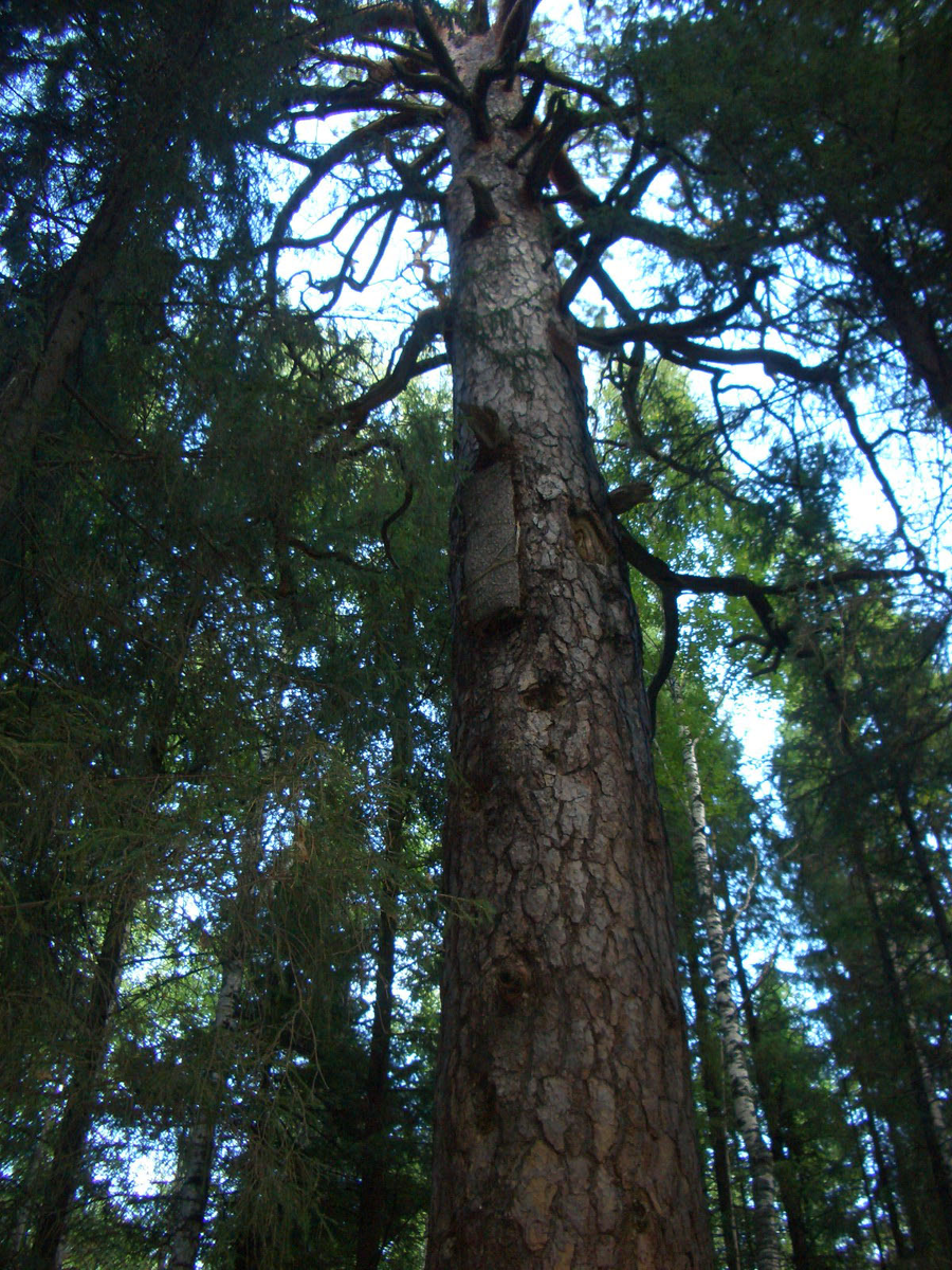 Борть, устроенная в дупле дерева. Природный парк «Оленьи Ручьи», Свердловская область, 2005 г. 

Автор	Эрлинг

Источник:
https://ru.wikipedia.org/wiki/Бортевое_пчеловодство