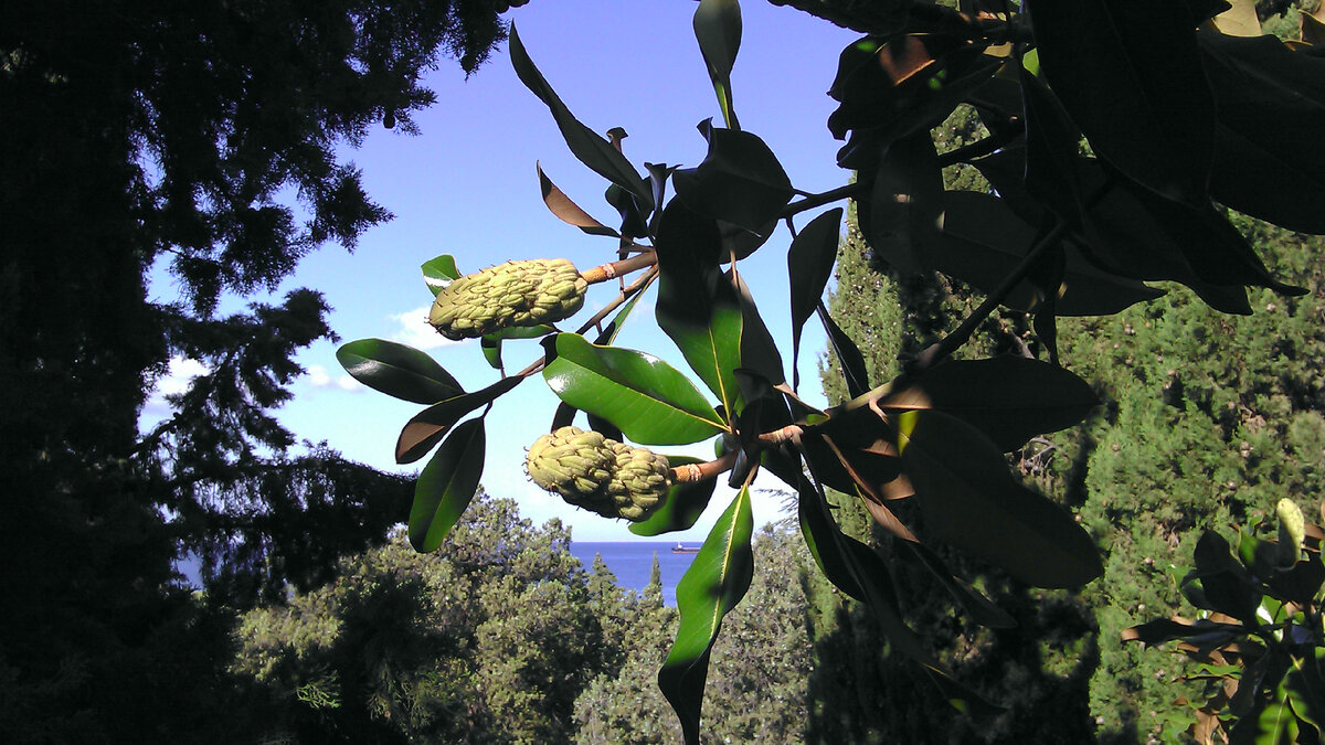 Парк пансионата Изумруд