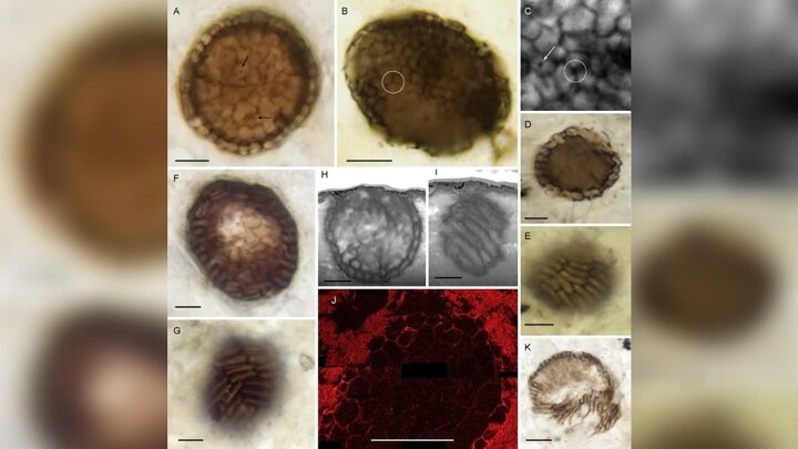 Уникальная сохранность окаменелостей позволила изучить форму клеток.Иллюстрация Strother et al./Current Biology (2021).