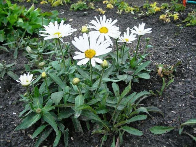 Ромашка Эдельвейс (Edelweiss) - купить саженцы