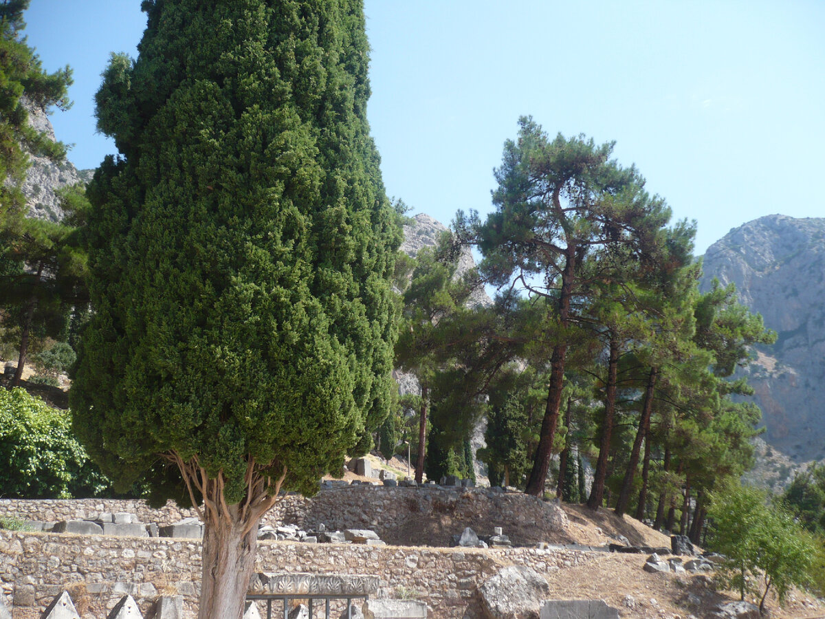 Сосновые рощи в Дельфах.