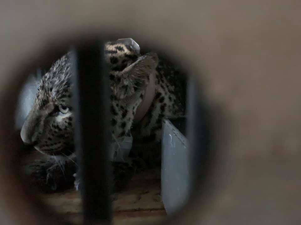 Лаба в клетке в вертолете, фото Дарьи Буяновой, пресс-секретаря WWF России