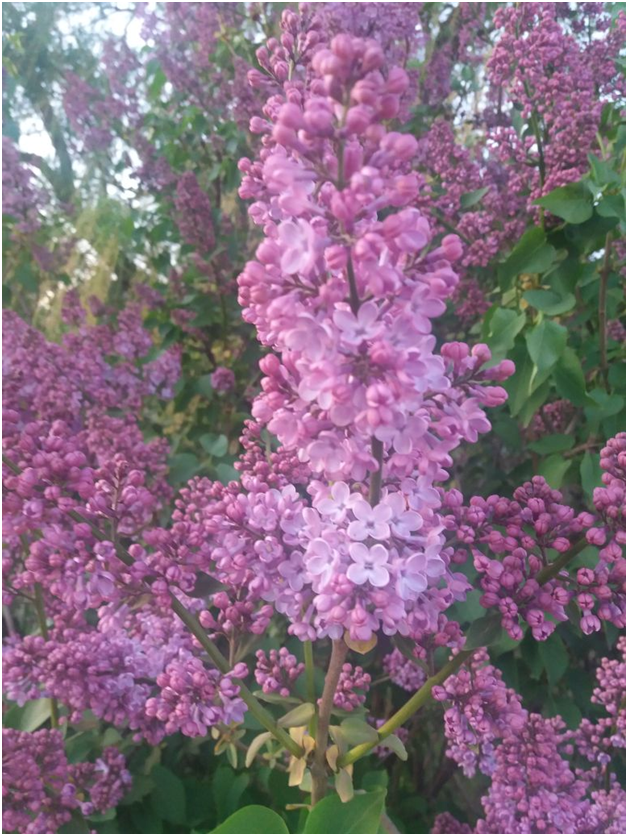 А вы искали пять лепестков, чтобы их съесть?