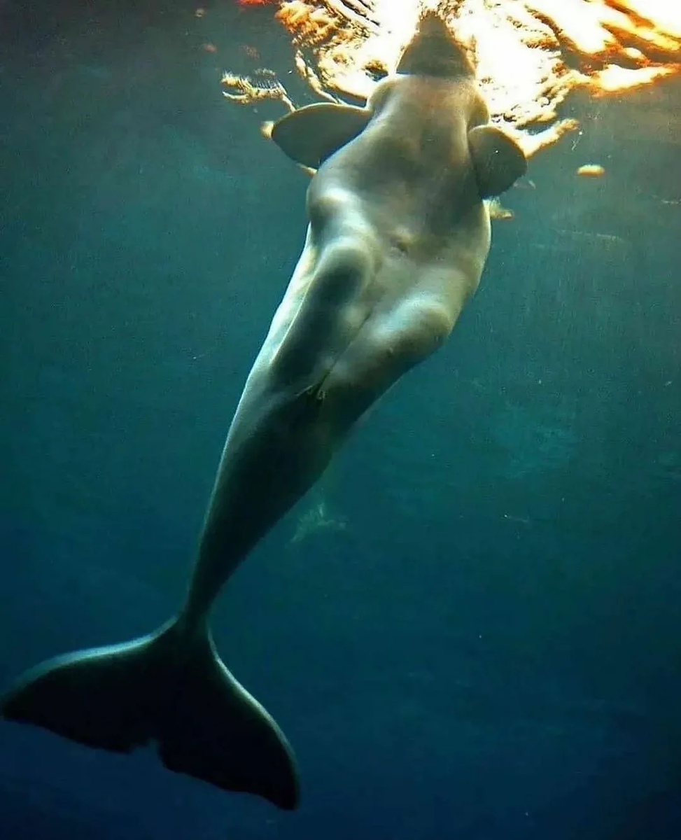 Ламантин : русалка Земли.