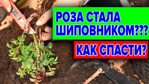 ШИПОВНИК НА РОЗЕ. КАК ПРАВИЛЬНО УДАЛИТЬ?