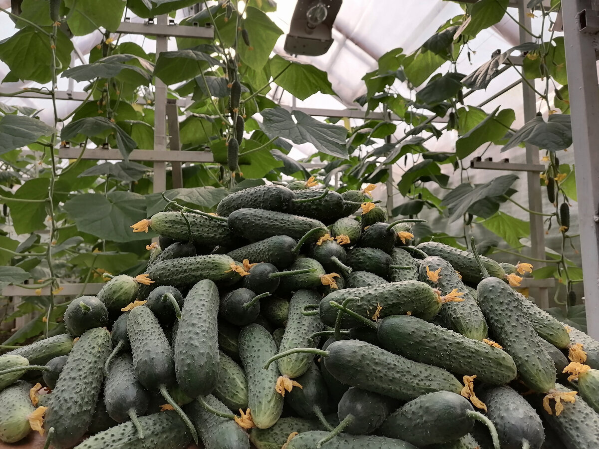 Авторское фото канал ТЕПЛИЦА-ТЕРМОС ТВ