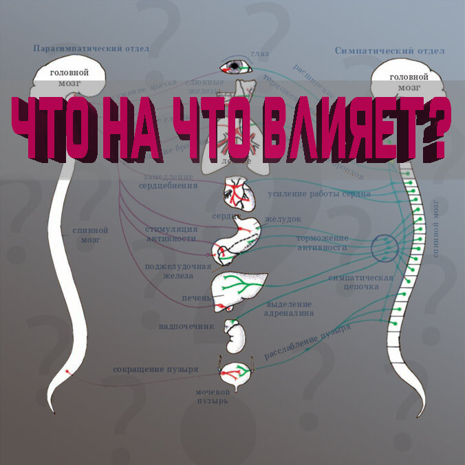 Как проблемы в спине влияют на внутренние органы? | Доктор Демченко | Дзен