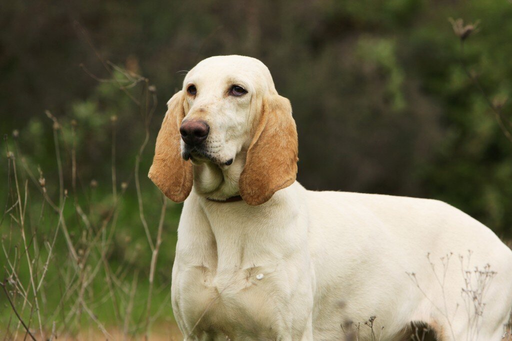 Охотничья собака фото с длинными ушами