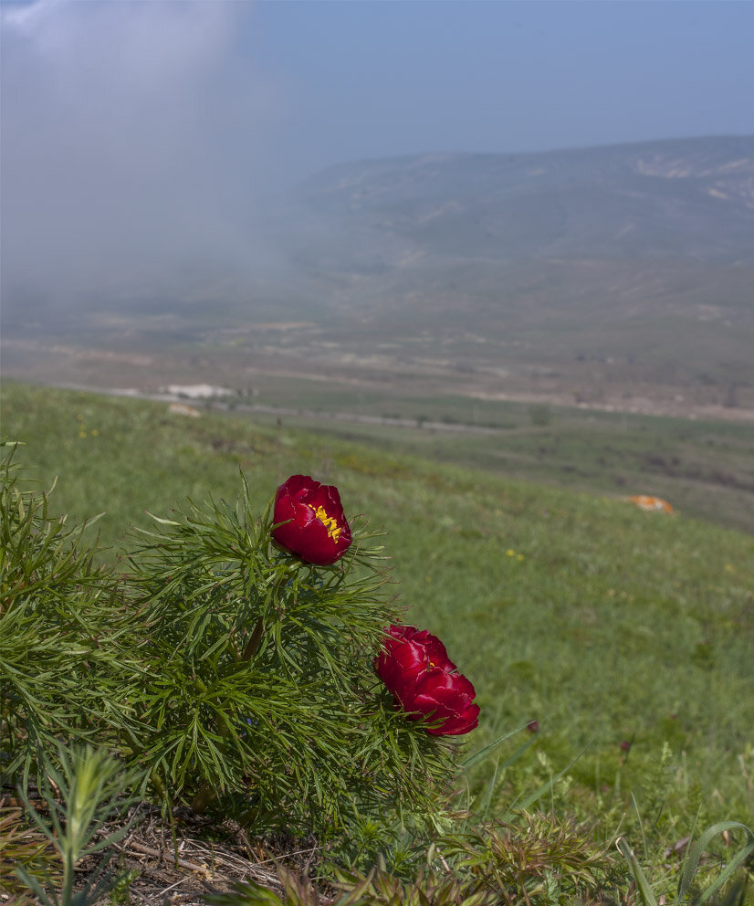 Фото из открытого источника Яндекс 