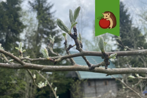 На яблоне распускаются листочки: что нужно успеть сделать сейчас, чтобы урожай был богаче и вредители его не уничтожили?0