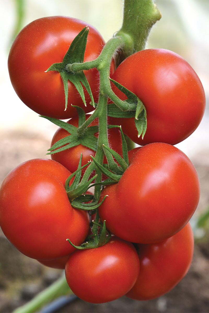 томат изящный f1. томат эльф f1 12шт /10. томат мангуст. томат мангусто f1. томат мангусто f1.