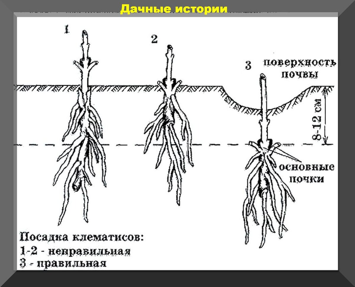 Клематис какой грунт. Клематисы корневая система. Клематис посадка. Схема посадки клематиса. Схема посадки клематиса в открытый грунт.