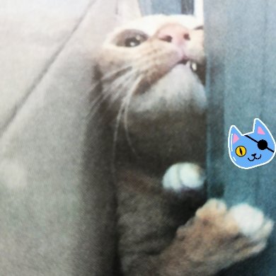 Рыжий был не из тех котов, которых хотелось погладить. Облезлый, худой, с поджатой, больной лапой. Находились те, кто смотрел жалостливо и вынимал кусочек колбасы из продуктовой сумки. Но многие сердито ногой топали:"Пшёл вон, шелудивый!" 