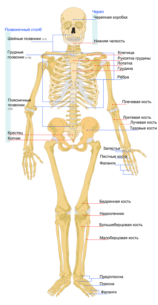 Схема человеческого скелета.