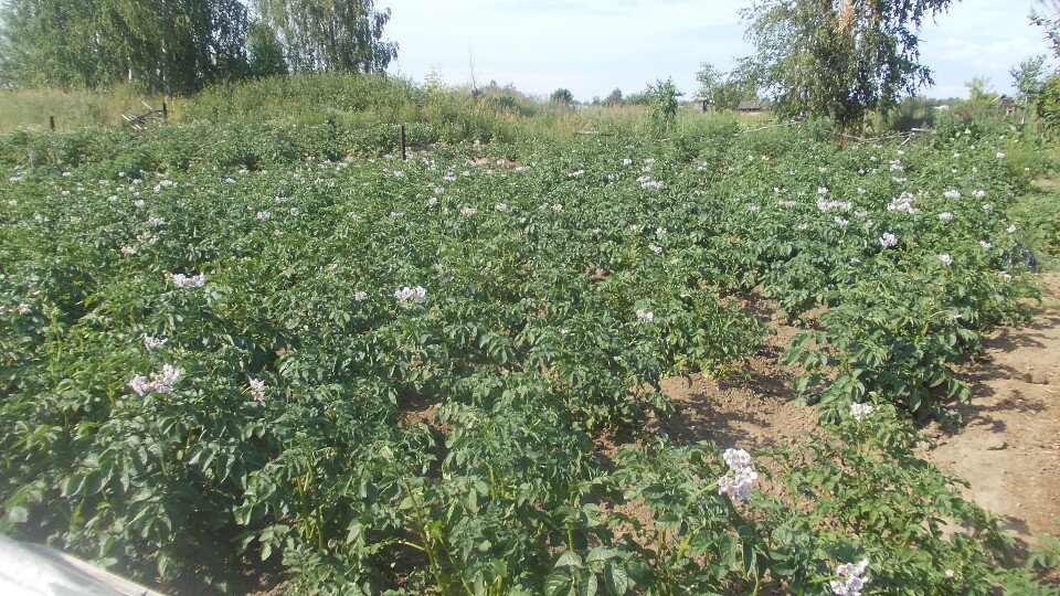Картофель на моем огороде