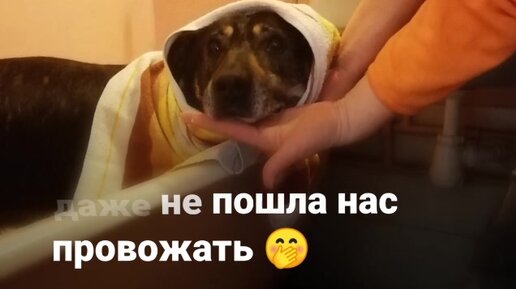 Не всем бывшедомашним удается покинуть приют, но эта собака крепко держала удачу за хвост