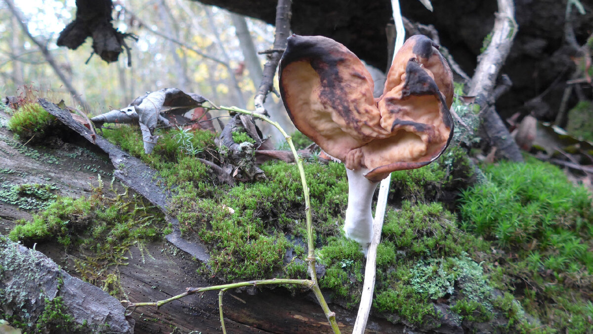 Строчок осенний 