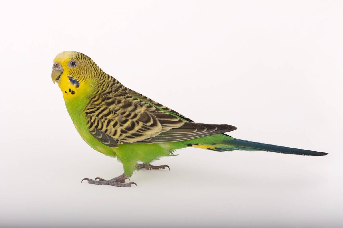 Волнистый попугай