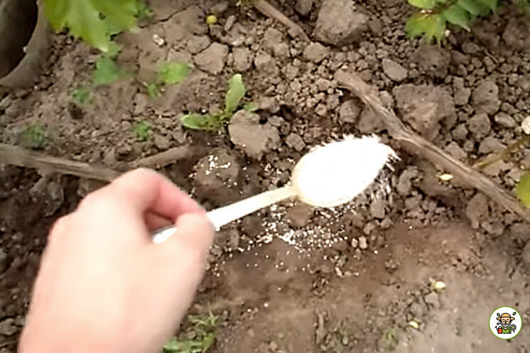 Внесение удобрения в сухом виде