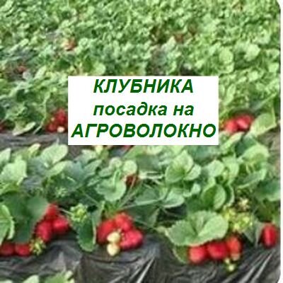 клубника под агрополотно